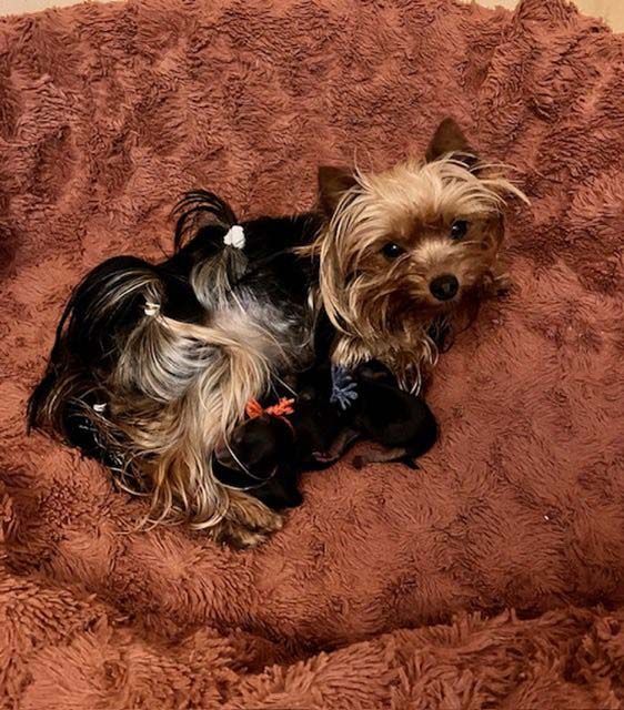 chiot Yorkshire Terrier du domaine des chenes garance