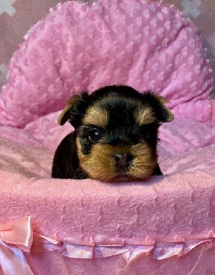 du domaine des chenes garance - Yorkshire Terrier - Portée née le 25/08/2023