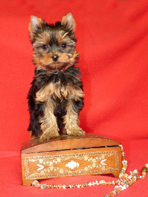 du domaine des chenes garance - Yorkshire Terrier - Portée née le 12/01/2022