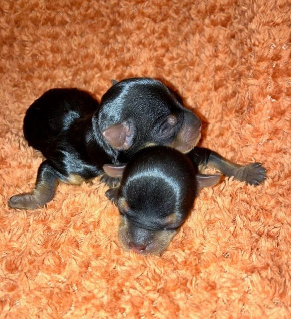 chiot Yorkshire Terrier du domaine des chenes garance