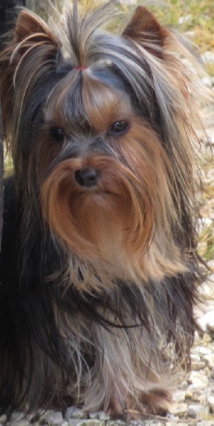 Just a gigolo du domaine des chenes garance