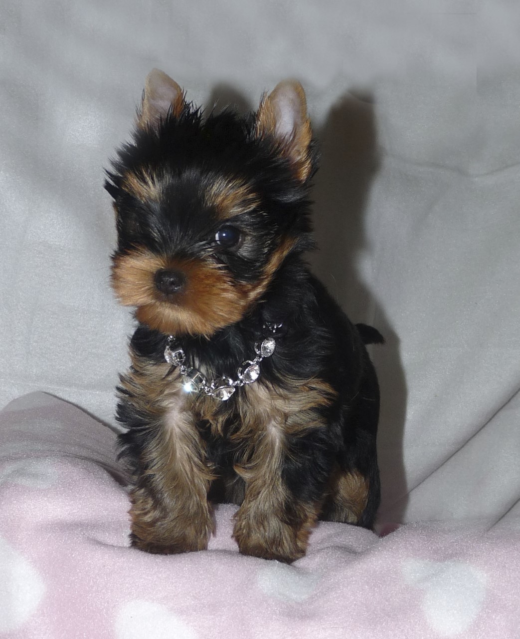 Orion winter sky du domaine des chenes garance