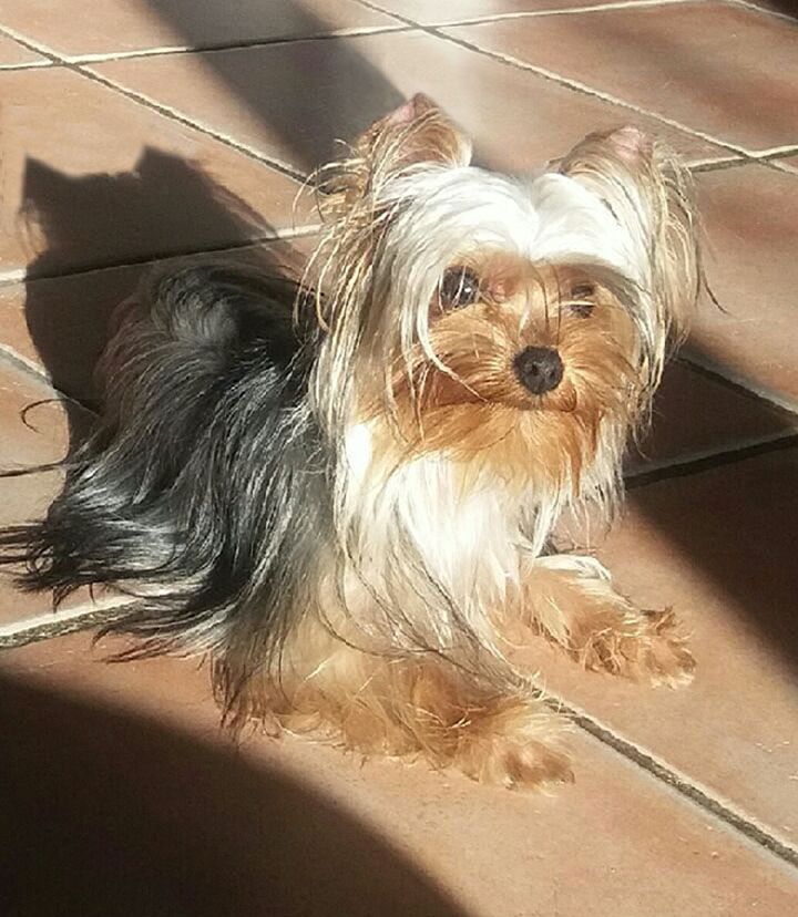 Pepper sweet du domaine des chenes garance