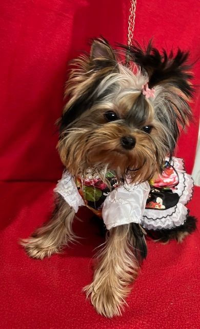 ANGIE tout petit bout espiègle, est partie à Arcachon.