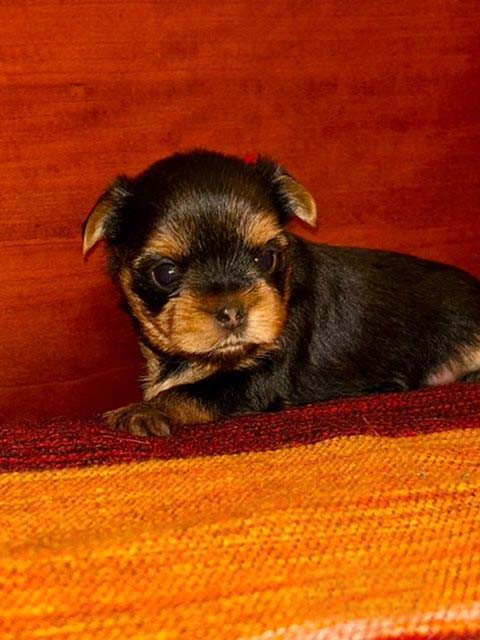 du domaine des chenes garance - Chiots disponibles - Yorkshire Terrier