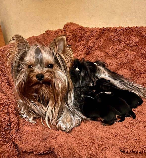 du domaine des chenes garance - Yorkshire Terrier - Portée née le 16/11/2025