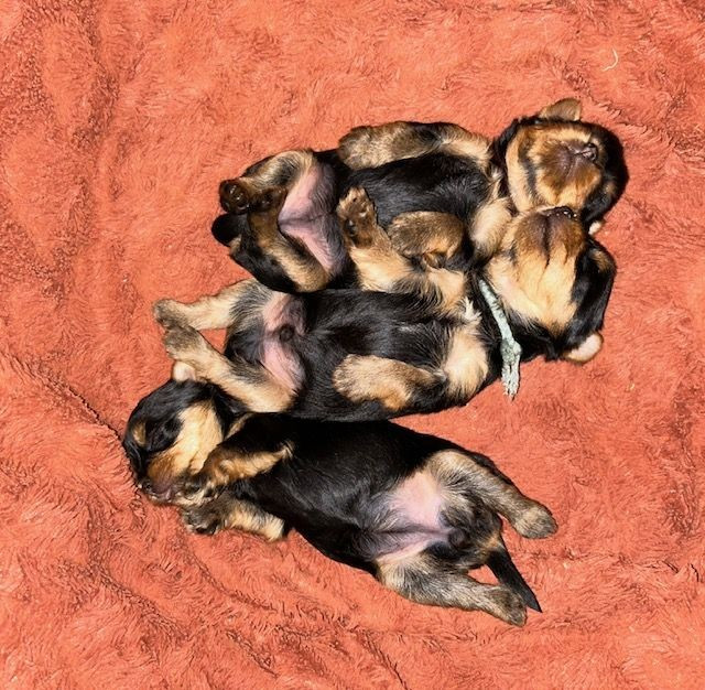 du domaine des chenes garance - Yorkshire Terrier - Portée née le 16/11/2025