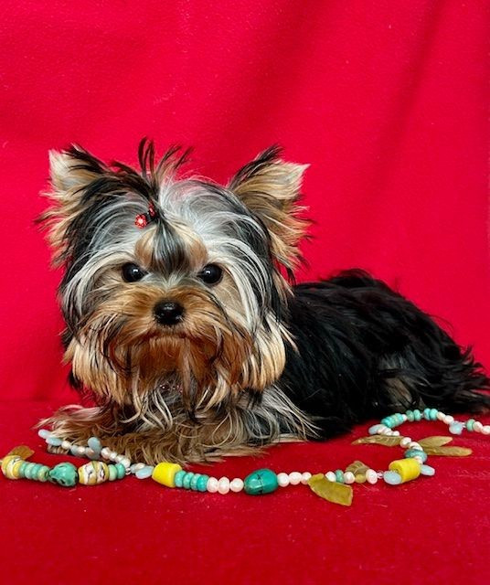 du domaine des chenes garance - Chiots disponibles - Yorkshire Terrier