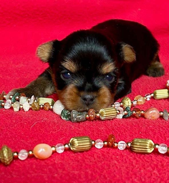 du domaine des chenes garance - Chiots disponibles - Yorkshire Terrier