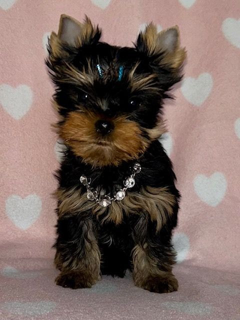 du domaine des chenes garance - Yorkshire Terrier - Portée née le 21/01/2026