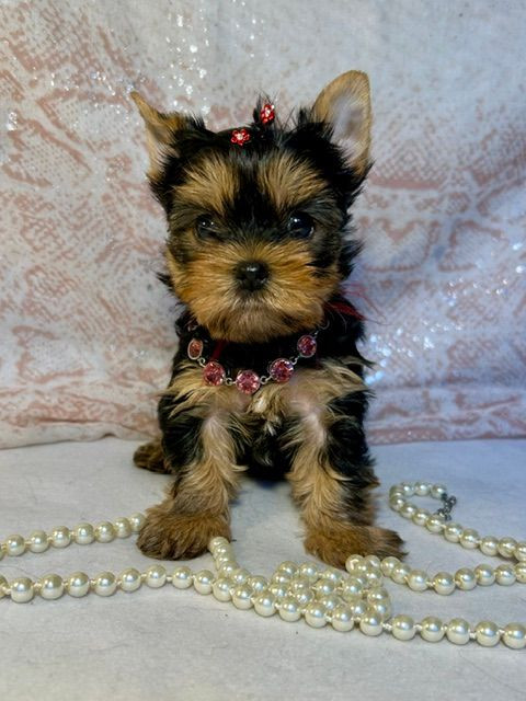 du domaine des chenes garance - Chiots disponibles - Yorkshire Terrier