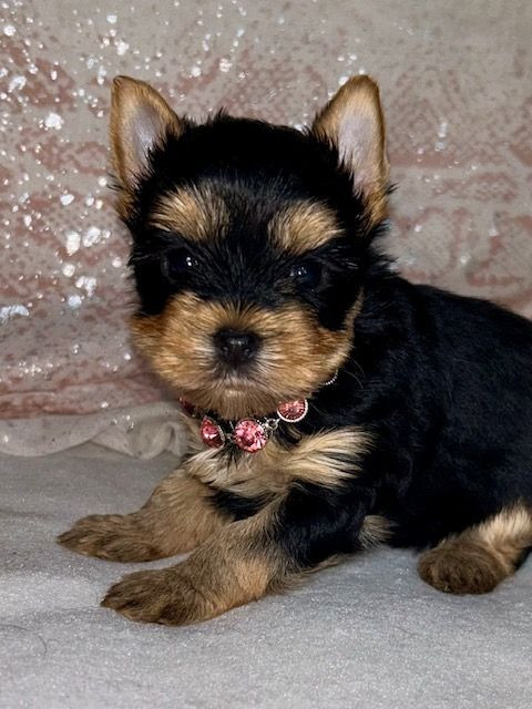 du domaine des chenes garance - Chiots disponibles - Yorkshire Terrier