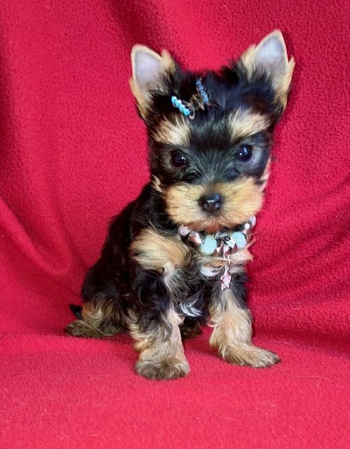 du domaine des chenes garance - Chiots disponibles - Yorkshire Terrier