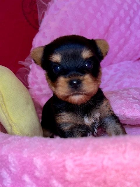 du domaine des chenes garance - Chiots disponibles - Yorkshire Terrier