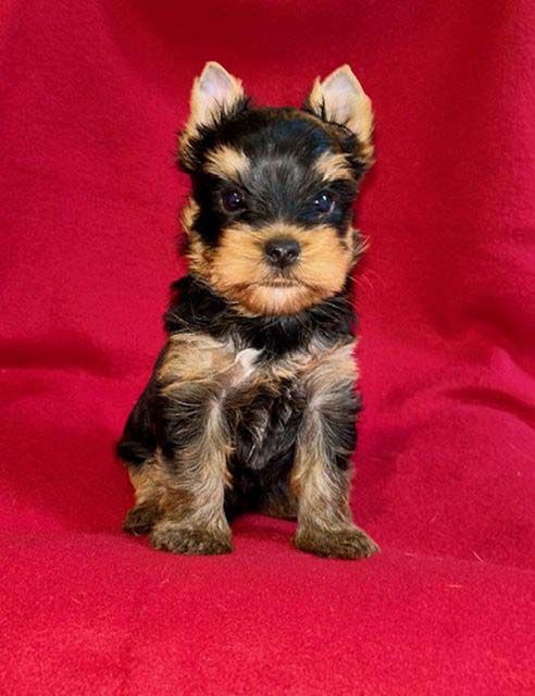 du domaine des chenes garance - Yorkshire Terrier - Portée née le 02/08/2025